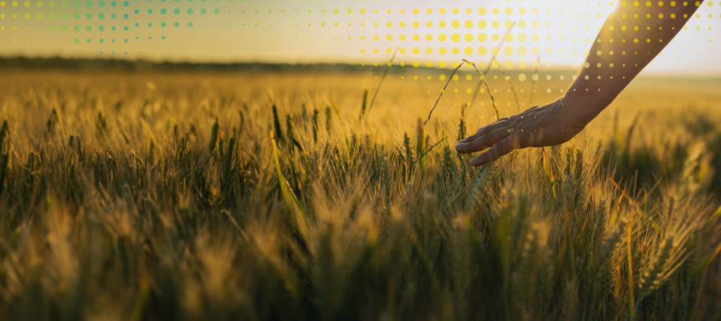 Main passant au-dessus d’un champ de céréales, illustrant le lien entre l’humain, l’agriculture et l’environnement.