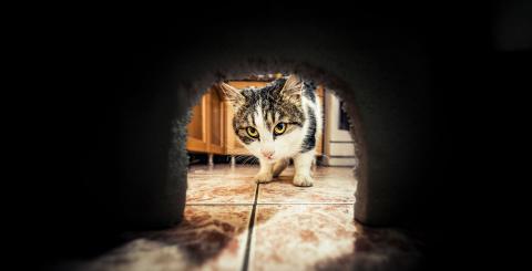 Chat cherchant un rongeur dans un trou de souris dans le mur