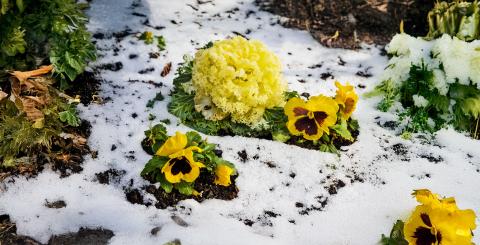 Plate-bande dans de la neige fondante, en plein printemps.