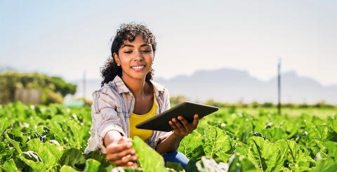 Femme qui analyse un champ agricole avec une tablette