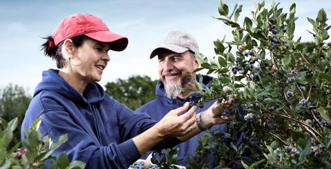 Harold Beaupré échange sur sa production de bleuets avec une personne de son entreprise.