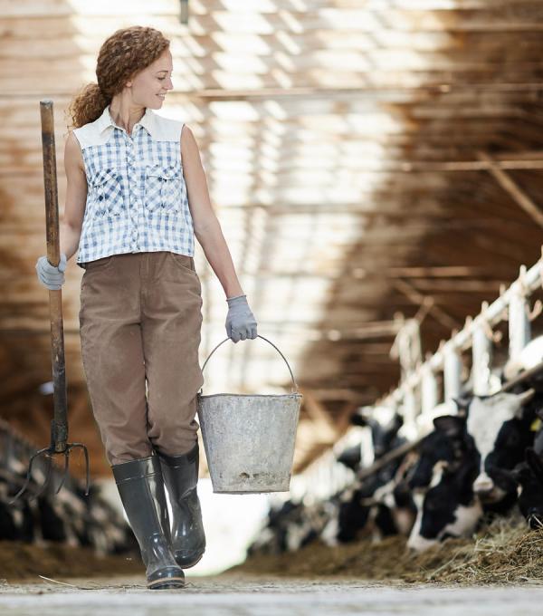 Une femme nourrit des vaches