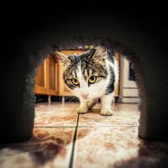 Chat cherchant un rongeur dans un trou de souris dans le mur