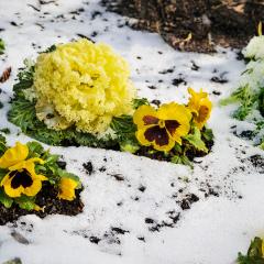 Plate-bande dans de la neige fondante, en plein printemps.