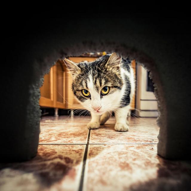 Chat cherchant un rongeur dans un trou de souris dans le mur