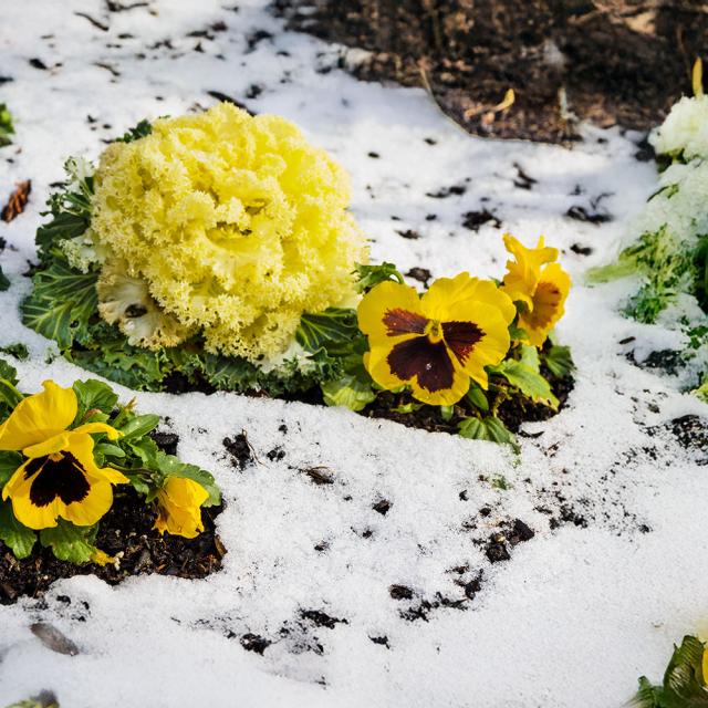 Plate-bande dans de la neige fondante, en plein printemps.