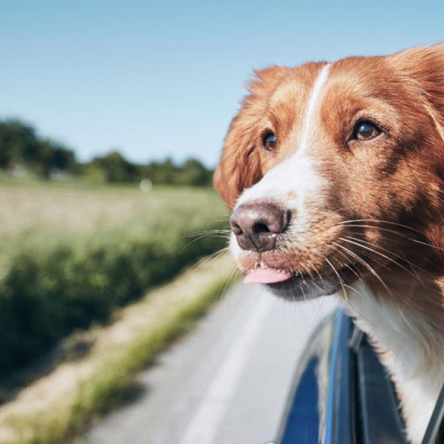 Voyager avec un animal de compagnie en voiture